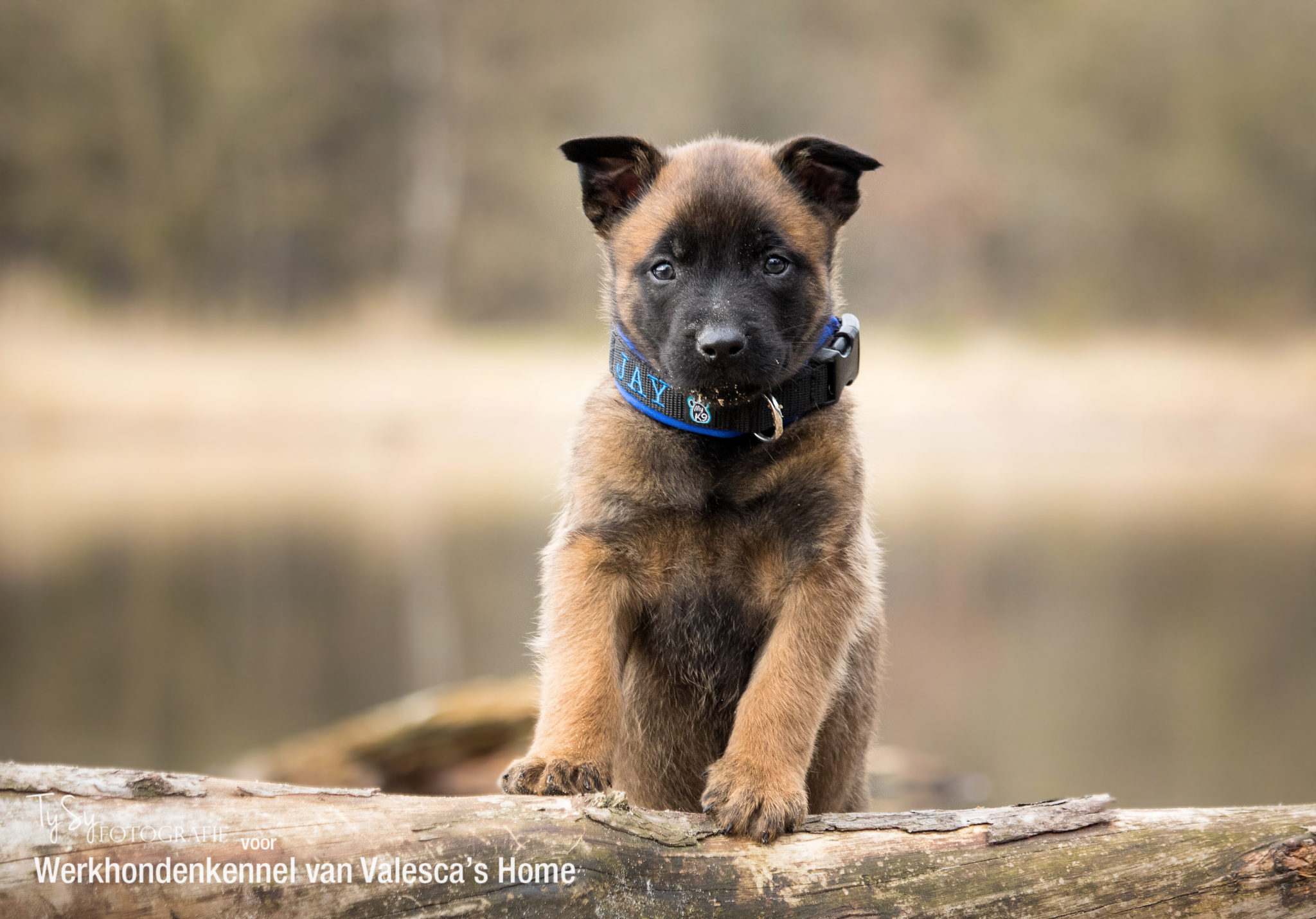 Puppy’s WERKHONDENKENNEL VAN VALESCA'S HOME